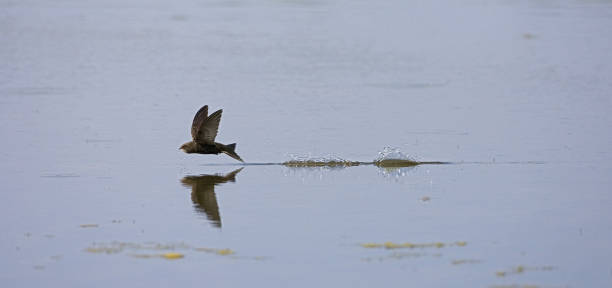 istock Common Swift, Gierzwaluw, Apus apus 1439151848