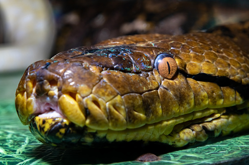 Reticulated Python. Python reticulatus. Close-up.