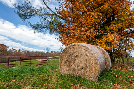 Round hay bales wrapped in hay netting sitting under a tree next to a pasture gate in rural Ohio in October.