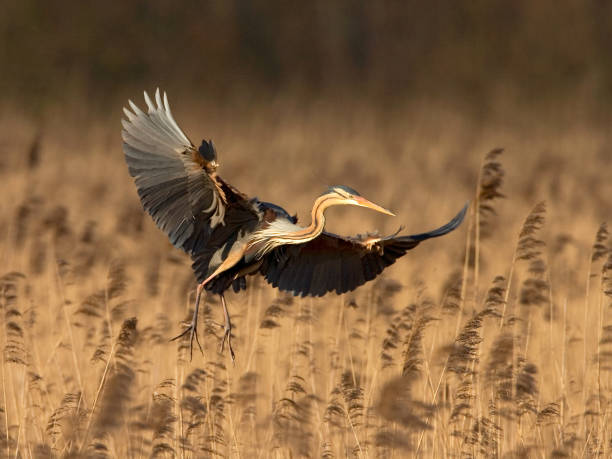 istock Purple Heron, Purperreiger, Ardea purpurea 1439151920
