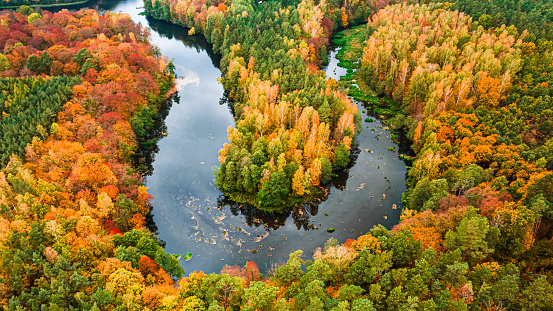 Yellow forest and river in autumn, Poland, Europe. Aerial view of nature.