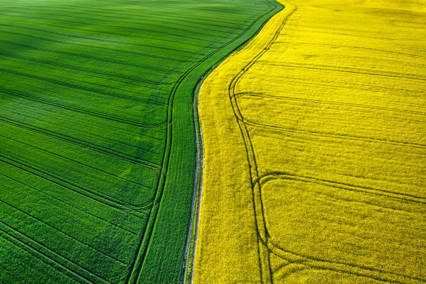 istock Large field of blooming rape field at sunrise. 1439153824