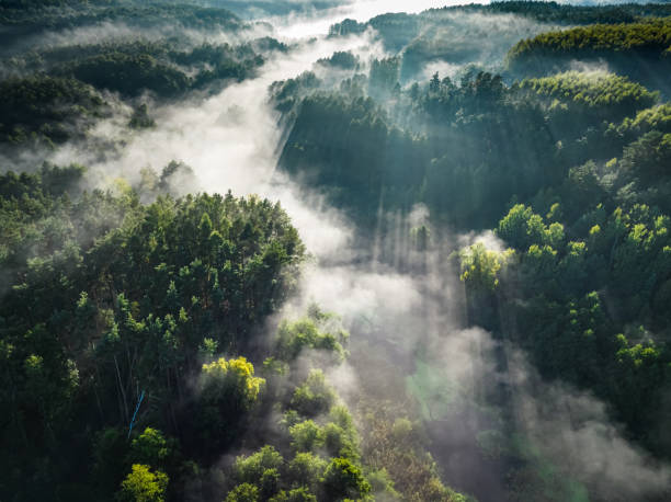 istock Foggy forest in valley in autumn at sunrise. 1439153948