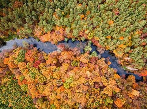 Top down view of autumn forest and river in Poland, Europe. Aerial view of nature.