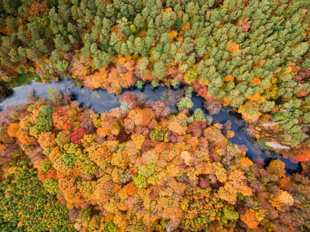 Top down view of autumn forest and river in Poland Top down view of autumn forest and river in Poland, Europe. Aerial view of nature. bory tucholskie stock pictures, royalty-free photos & images