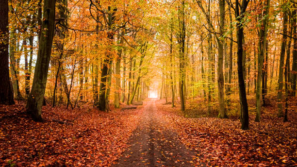 istock Leafy footpath at autumn in forest, Poland 1439155671