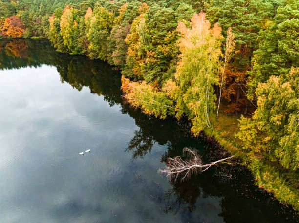 istock River and autumn forest in Poland, Europe. 1439155784