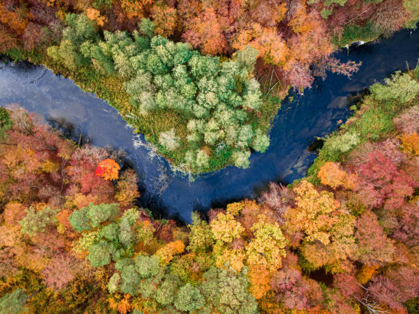 istock Top down view of forest and river in fall. 1439155857
