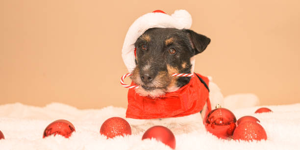 istock little cute Jack Russell Terrier Christmas dog 1439158622