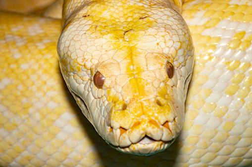 Python lying on the floor in a studio, close up