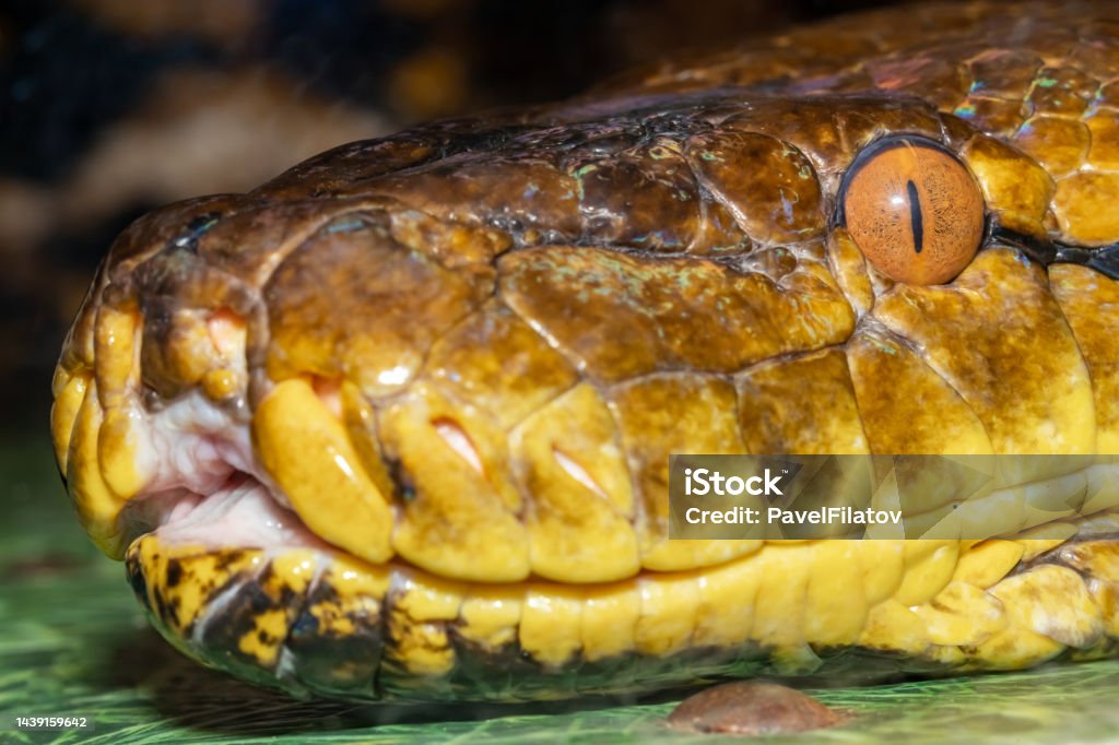 Reticulated Python Python Reticulatus Closeup Stock Photo - Download ...