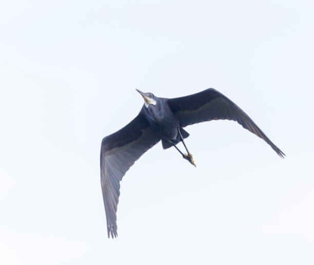 istock Western Reef Heron, Egretta gularis 1439160788