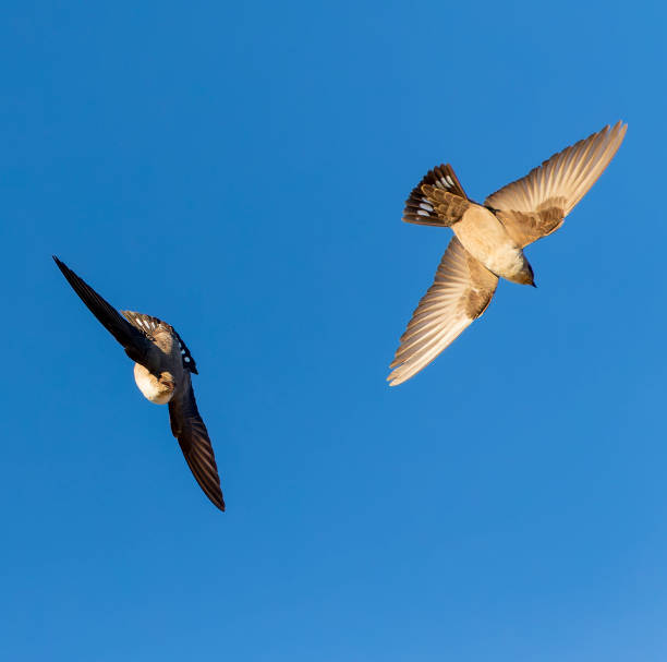 istock Crag Martin, Ptyonoprogne rupestris 1439160912