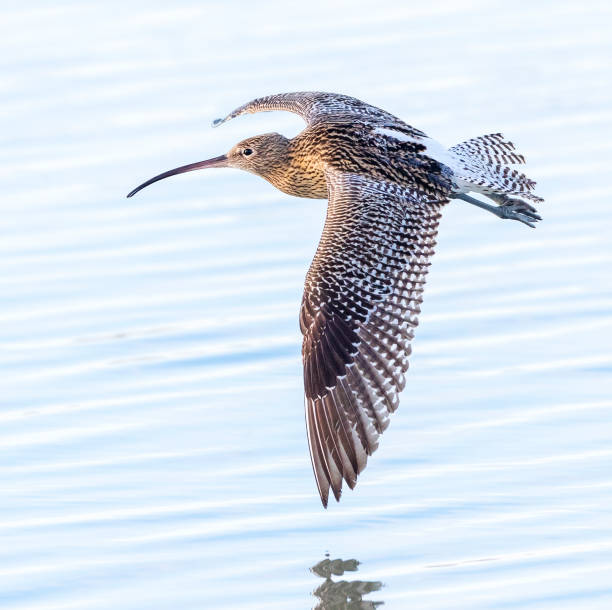 istock Eurasian Curlew, Numenius arquata 1439160944