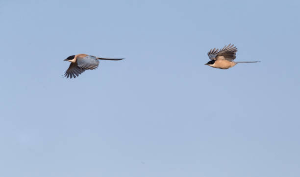 istock Iberian Magpie, Cyanopica cooki 1439161017