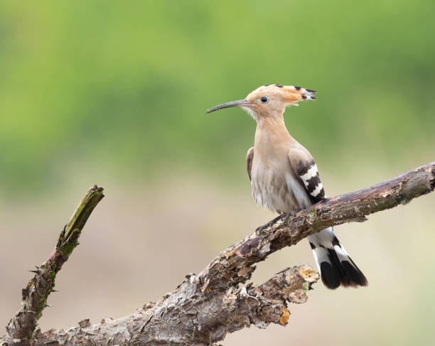 upupa eurasiatica, upupa epops. un uccello si siede su un ramo secco su uno sfondo sfocato - hoopoe bird feeding young animal foto e immagini stock