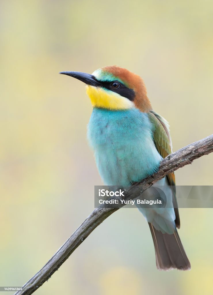 European bee-eater, Merops apiaster. A young bird sits on a branch and gazes into the distance Bee-Eater Stock Photo