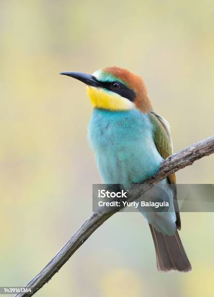 European Beeeater Merops Apiaster A Young Bird Sits On A Branch And Gazes Into The Distance Stock Photo - Download Image Now
