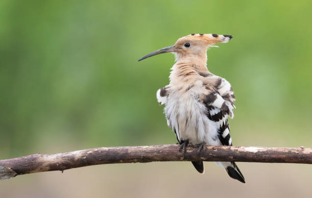 upupa eurasiatica, upupa epops. un giovane uccello si siede su un ramo, piume svolazzate - hoopoe bird feeding young animal foto e immagini stock