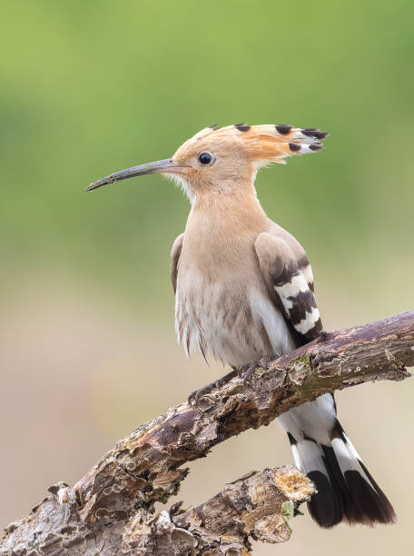 upupa eurasiatica, upupa epops. un uccello si siede su un ramo secco su uno sfondo sfocato - hoopoe bird feeding young animal foto e immagini stock