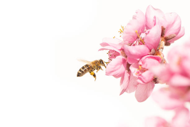 春季に花粉を集める桃の花に飛ぶミツバチ - clear sky flower part flower macro ストックフォトと画像