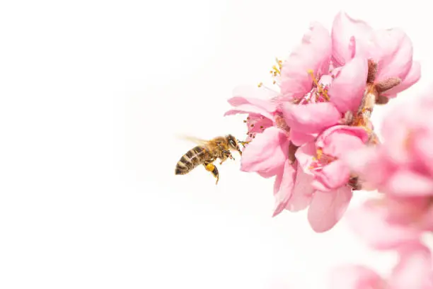 Photo of flying honey bee collecting pollen in spring season on a peach blossom