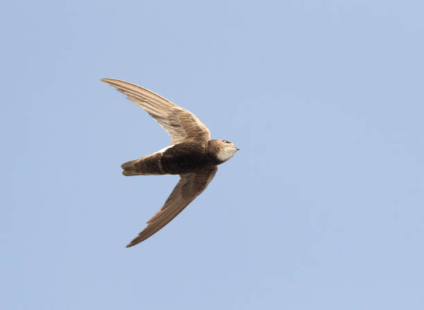 istock Huisgierzwaluw, Little Swift, Apus affinis 1439164207