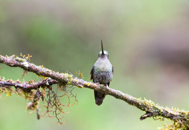 Green-fronted Lancebill (Doryfera ludovicae) perched on mossy branch in Ecuador.