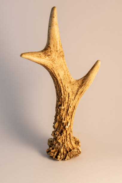 istock Roe deer antler isolated on warm background 1439164869
