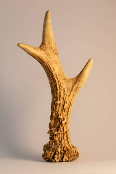 istock Roe deer antler isolated on warm background 1439164870