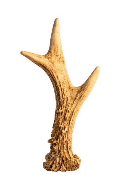 istock Roe deer antler isolated on white background 1439164886