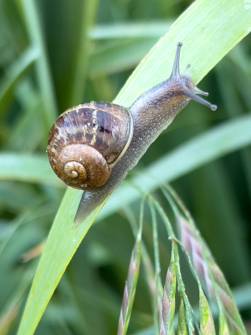 Vertical extreme closeup photo of a snail, it’s stalked eyes extended, moving along a green Iris leaf in an organic garden in Spring. Soft focus background. Armidale, New England high country, NSW