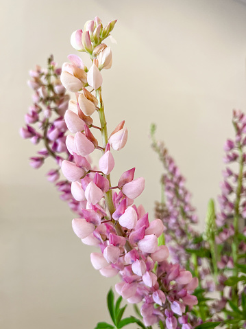 Vertical closeup photo of pink toned Lupin flowers arranged in a vase. Soft focus background.