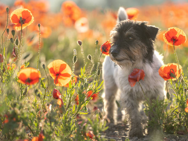 chien à l’aube.  mignon petit jack russell terrier devant un magnifique coucher de soleil coloré ou un lever de soleil sur un champ de coquelicots - poppy flower field corn poppy photos et images de collection