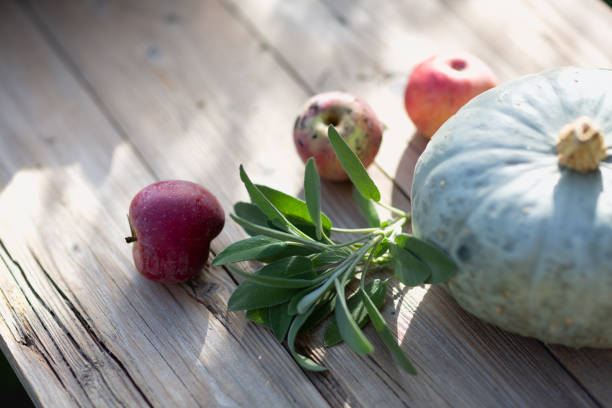 Fruit, herbs and vegetables such as apples, pumkin and sage freshly harvested on wooden board in autumn sunshine
