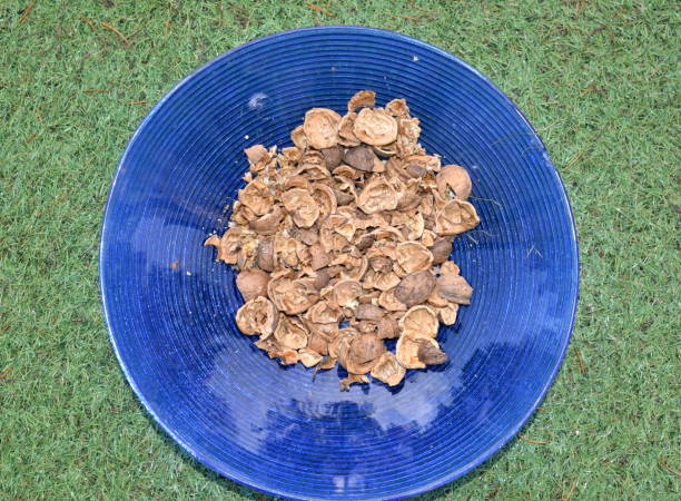 Broken and shelled nutshells in a blue glass bowl on a grass texture carpet ready to be thrown near a walnut tree trunk