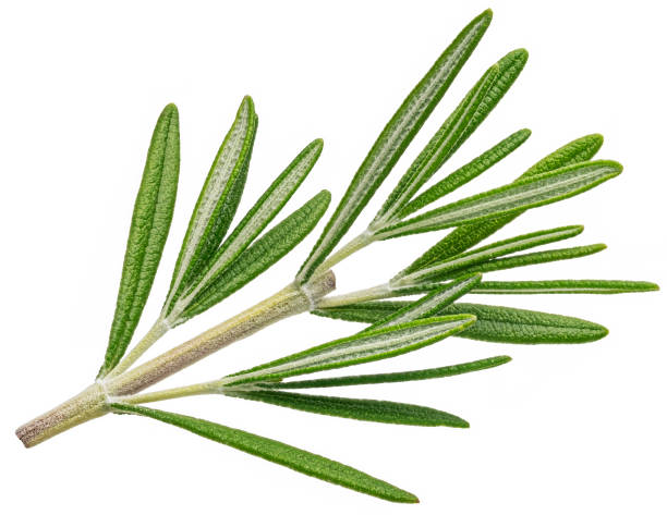 istock Rosemary twig isolated on white background 1439169017