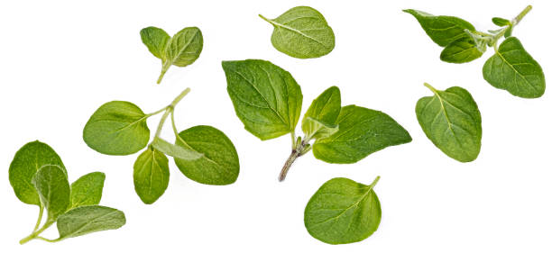istock Falling oregano leaves isolated on white background 1439169021