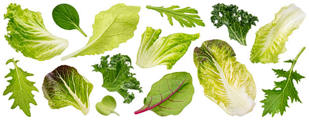 istock Falling salad leaves isolated on white background 1439169029