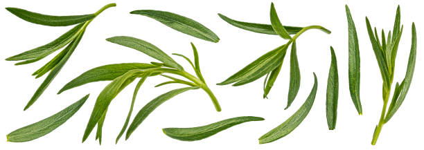 Tarragon leaves isolated on white background with clipping path Tarragon leaves isolated on white background with clipping path, full depth of field, collection tarragon horizontal color image photography stock pictures, royalty-free photos & images