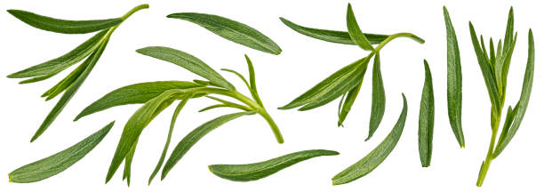 tarragon leaves isolated on white background with clipping path - tarragon close up herb bunch imagens e fotografias de stock