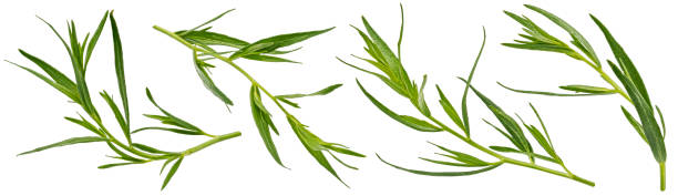 istock Tarragon leaves isolated on white background with clipping path 1439169046