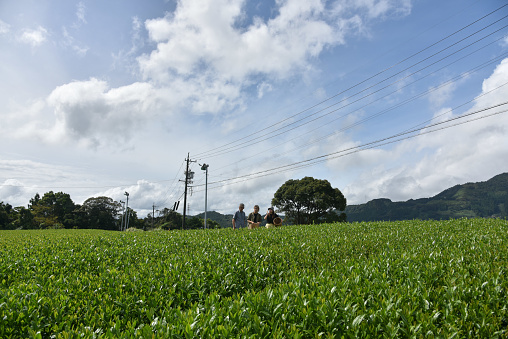 Japanese / english man picking tea leaves with his friends in tea farm, Shizuoka, Japan