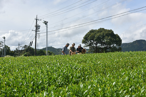 Japanese / english man picking tea leaves with his friends in tea farm, Shizuoka, Japan