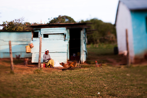 Woman in front of rural house feeding chickens, Eastern Cape, South Africa.