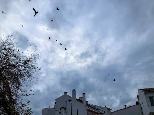 istock Crows gathering at dusk in bare winter twilight trees 1439170907