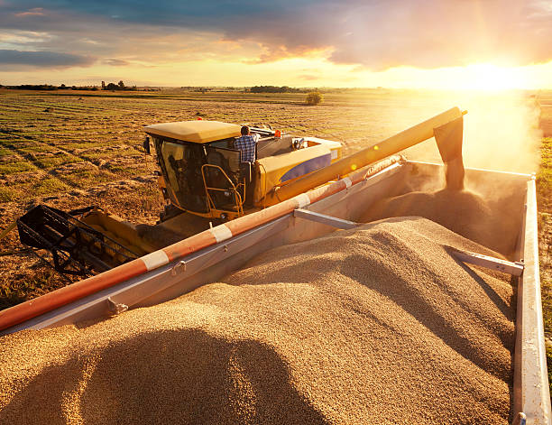 harvester - agriculture harvesting wheat crop стоковые фото �и изображения