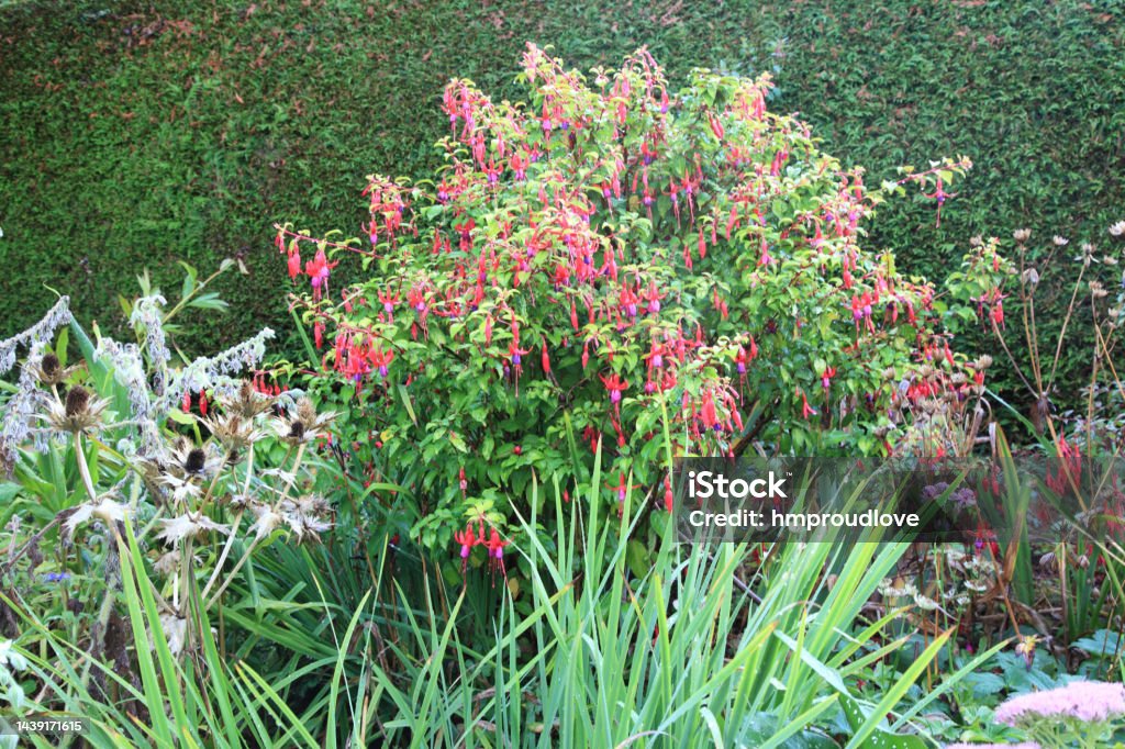 Eryngium and fushia Colourful  fushia flowers with grey eryngium seed heads Color Image Stock Photo