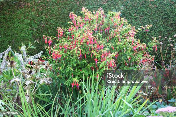 Eryngium And Fushia Stock Photo - Download Image Now - Color Image, Flower, Fuchsia Flower