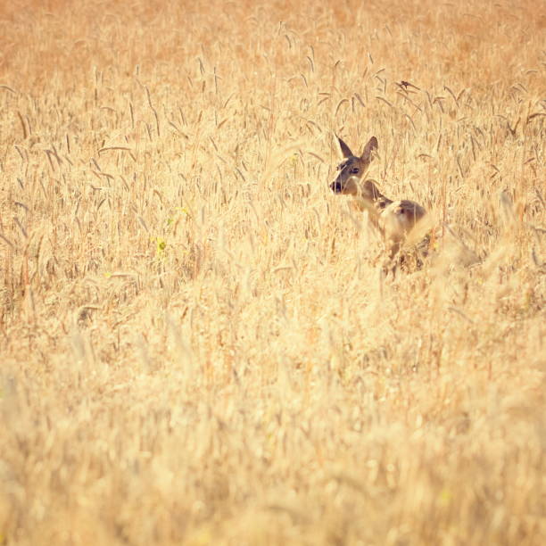cervo in cornfield - wild barley foto e immagini stock